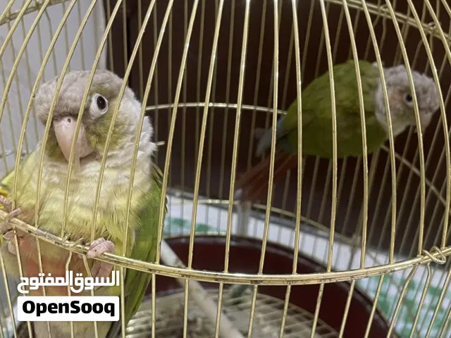 جوز كنيور للبيع