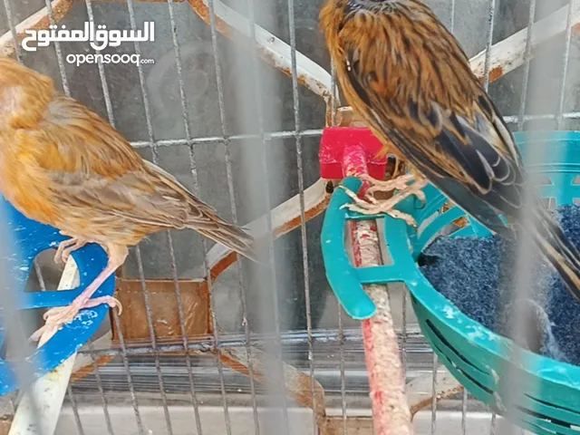 طواير شغلات