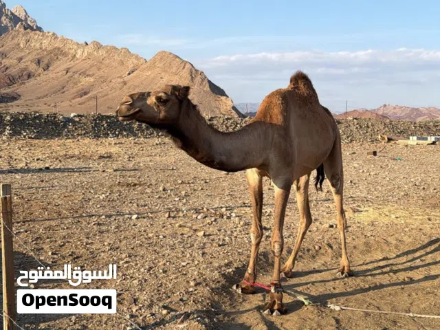 بكره عمرها 5 سنوات