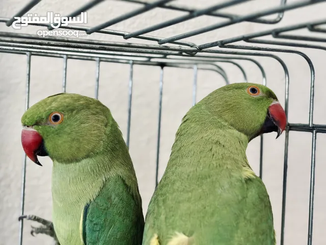 ببغاء دره للبيع في جرش