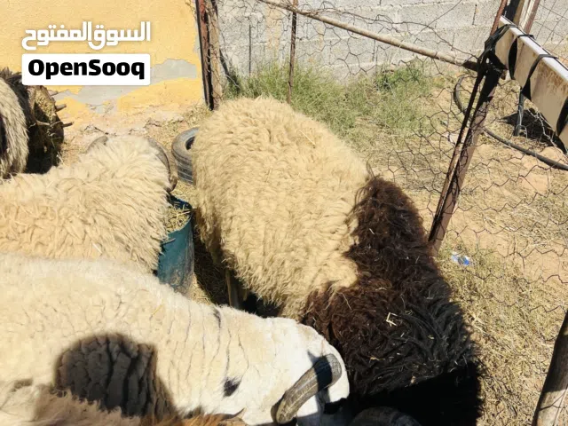 اضاحي للبيع بسعر يناسب الجميع
