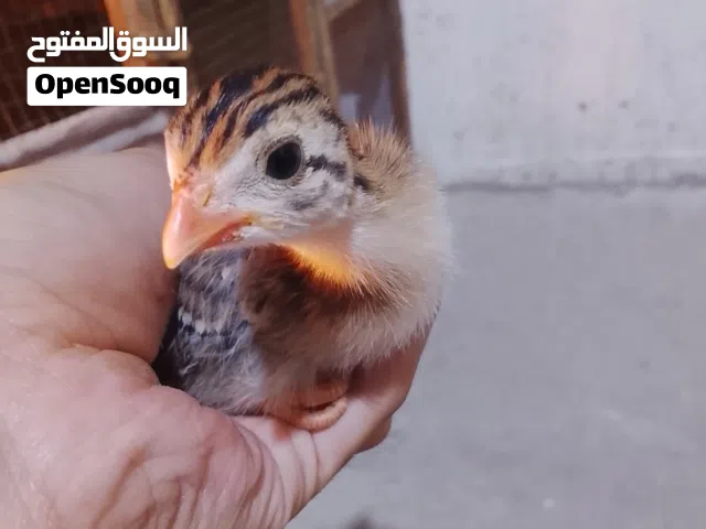 قبج العمر 13 يوم العدد 3