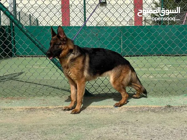كلاب للبيع