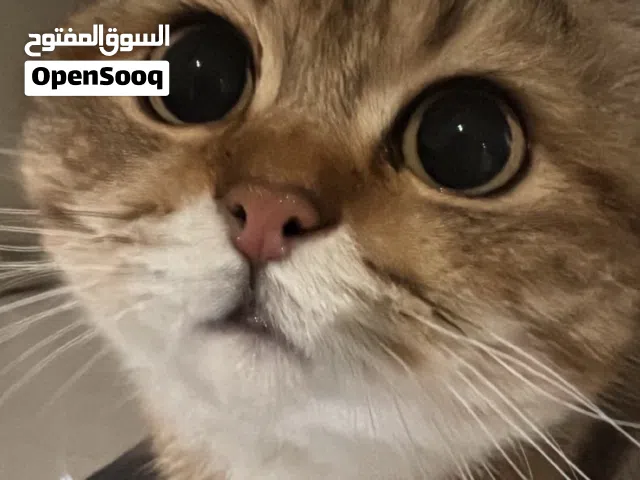 Pure Golden British Shorthair للبيع