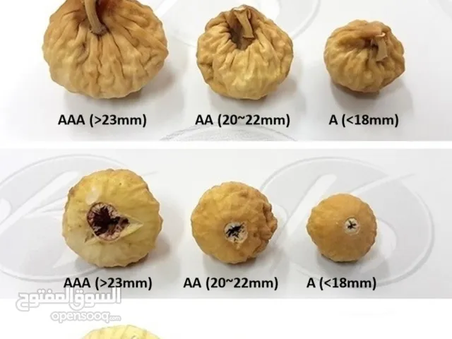 iranian FIG