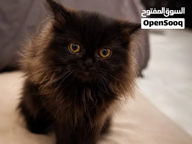 قطه انثى نادر مكس برتش وشيرازي