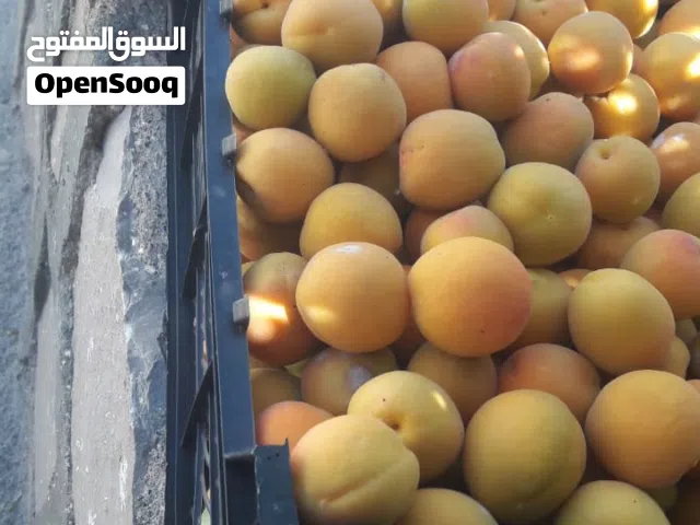 بيع مشمش من انتاج مزارع لجبل لاخضر