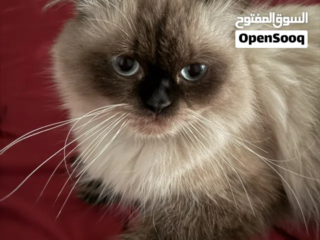 استمارة تزاوج