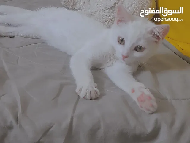 قطط لتبني ذكر وانثى عمر شهرين ونص