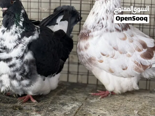 مدينه للبيع