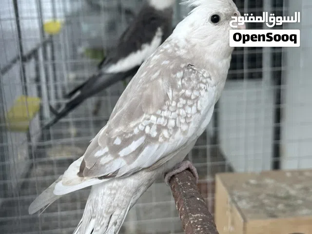 للبيع زوج كوكتيل وايت فيس