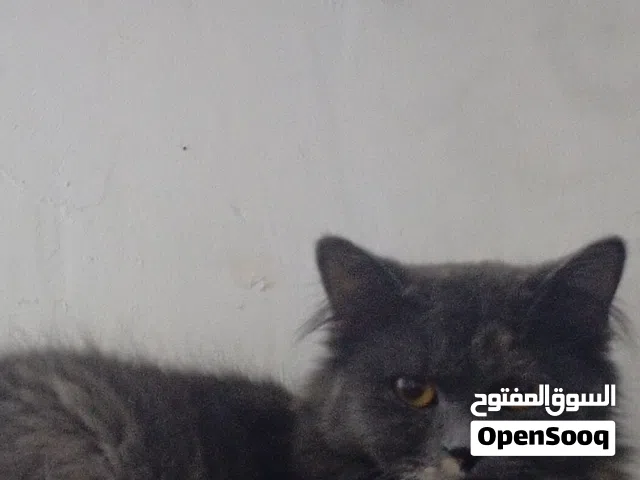 قط للبيع انطونيا