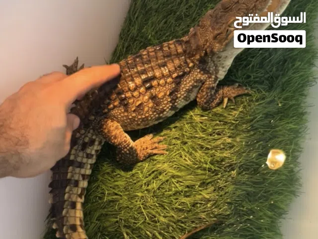 صغير و أليف