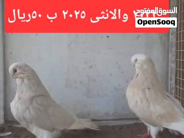 للبيع الطيور بمفرد  اوجمل  تواصل واتس اب ارسلك الفيديوا الرجاء لاحد يبخص بسعرهم