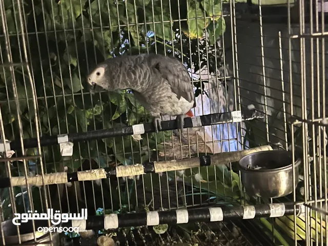 ببغاء كاسكو اليف ما بعض و الريش الي لونو احمر مكتمل و عندما تشتري الببغاء بيجي معو قفص وبزر