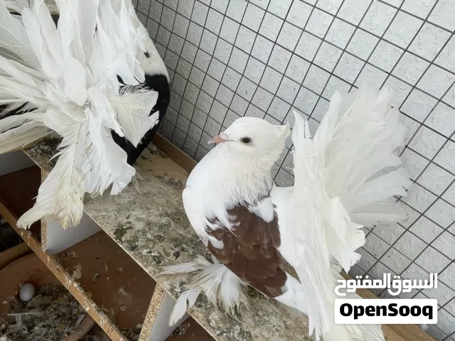 للبيع حمام شمسي أمريكي مع القفص والبيوت