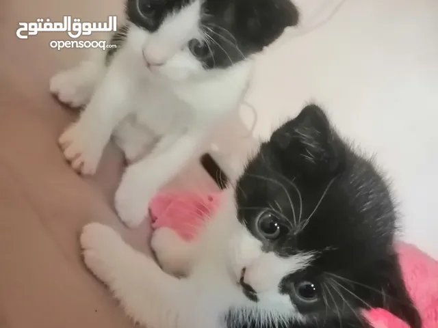 قطط عربية لتبني يعني مجانا