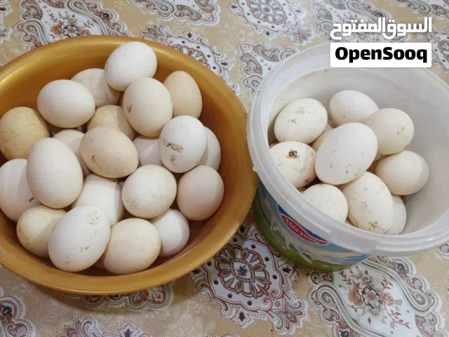بيض دجاج كويتي