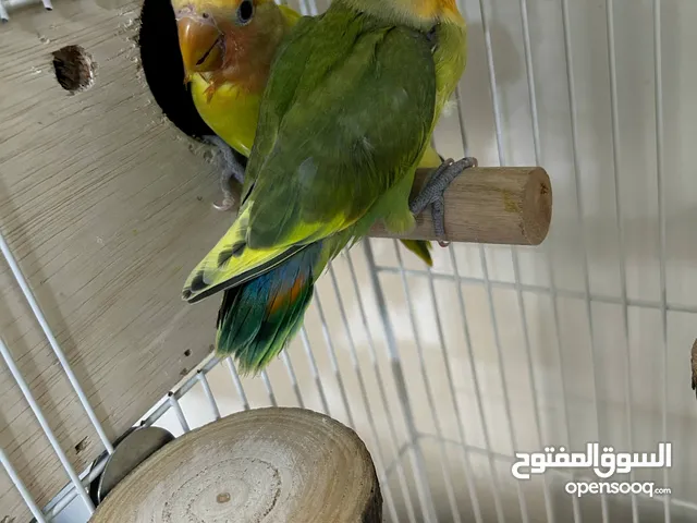 Stunning Fischer’s Lovebird – Handfed, Healthy, and Fully Trained – Only 15 BD EACH!