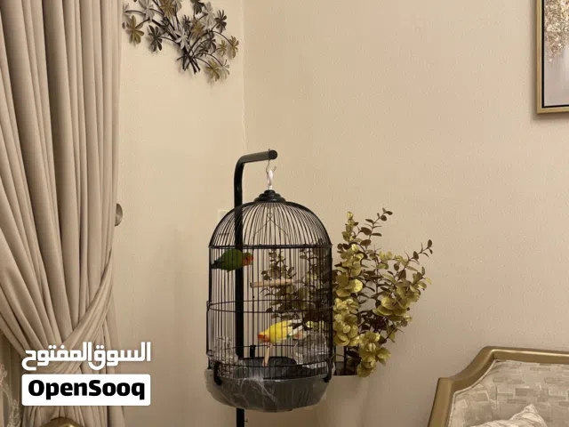 زوج ببغاء روز أليف مع قفص زينة فاخر مع ستاند