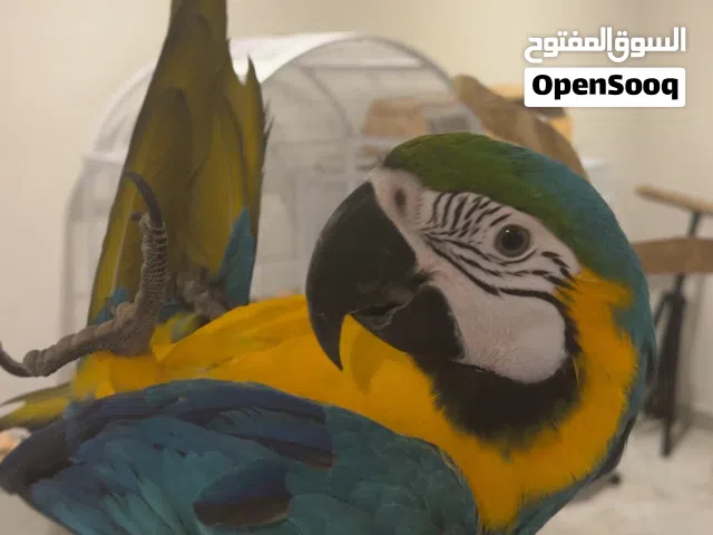 فرخ مكاو بلو قولد blue and gold macaw chick