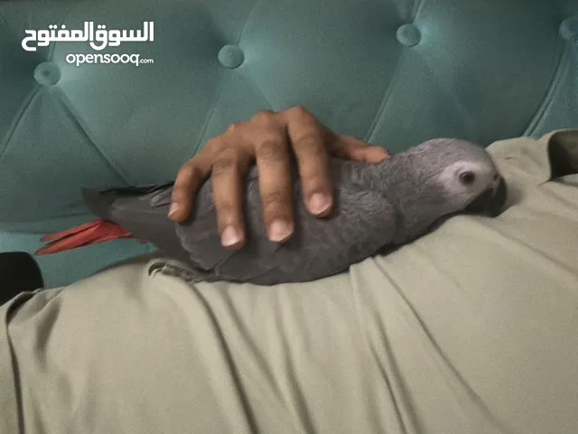 African grey