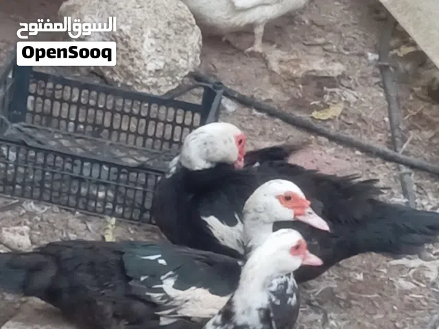 مشروع جاهز 8 بطات + ذكر بياضات