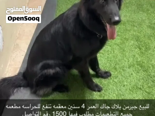 جيرمن بلاك جاك