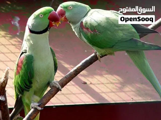 درة أمريكي (نيبالي) إنتاج محلي كيف بادي يطير قاعد يأكل شرنقة