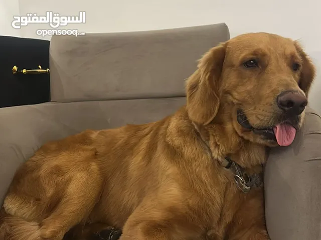 Golden Retriever