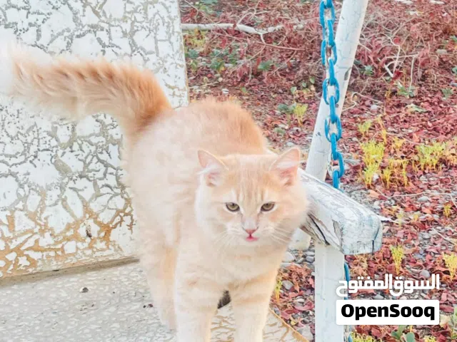 kittens for adoptions