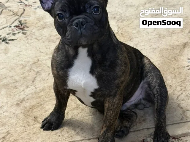 فرنش بولدوج