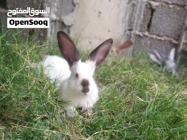 بسم الله الرحمن الرحيم  متوفر بفضل الله انثي ارنب من (سلالة كاليفورنية) درجه اول