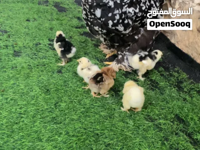 كتكوت براهما عملاق العدد 5 العمر 6 ايام