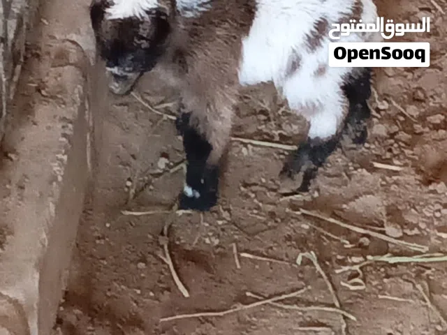 تيس جيكي صغير عمره يومين  بدون امه وبدون قفص