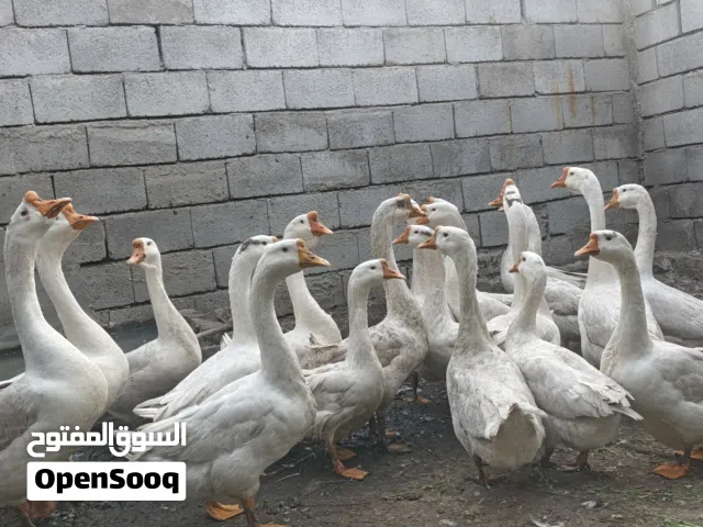 بط كوبرا للبيع