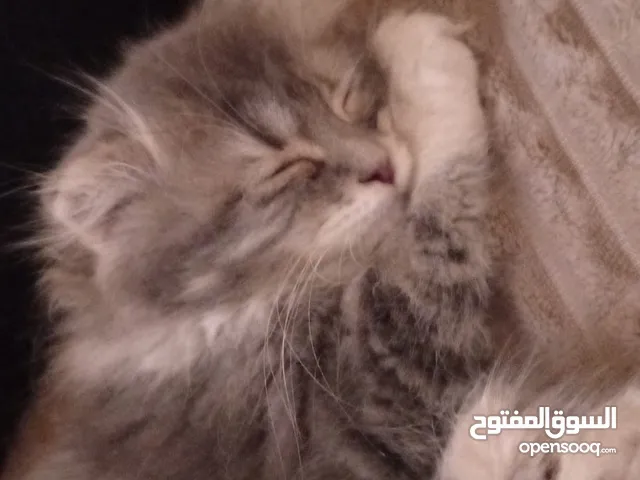 قطة سكوتش للبيع