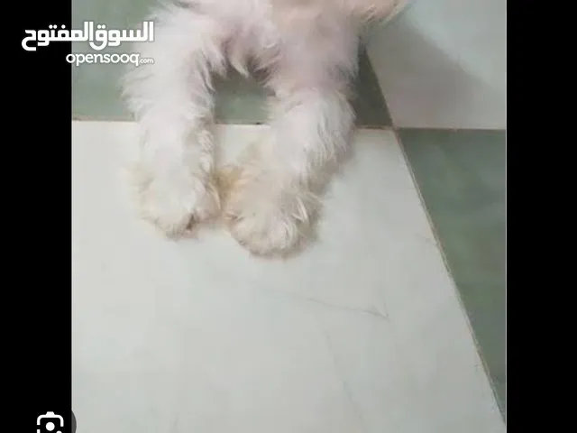 كلب جيرفون للبيع