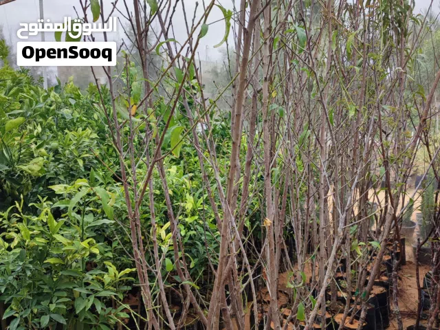 مشتل للاشجاره المثمره