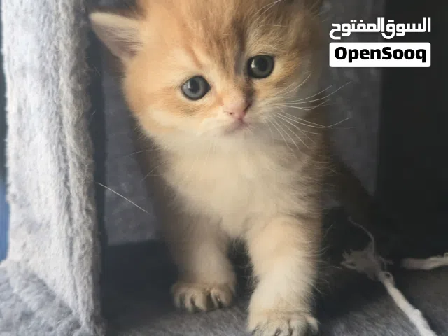 British Shorthair cute male cat.
