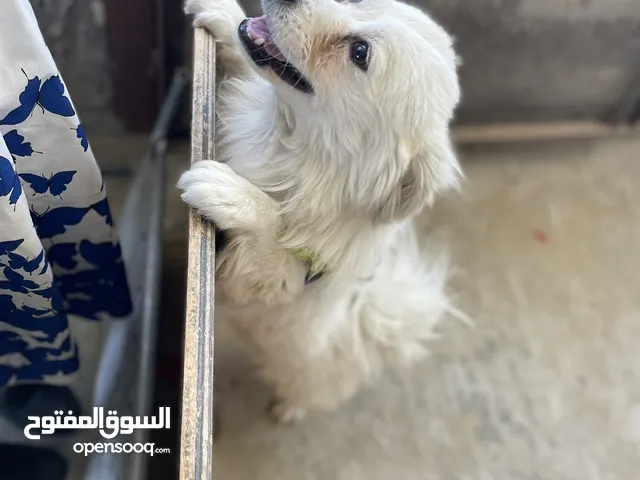 كلب لطيف للبيع بسعر ممتاز