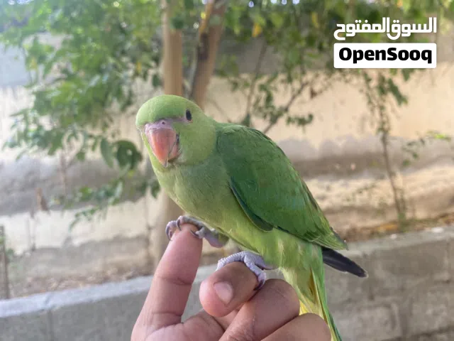 درة اليف جدا يطير ويرجع