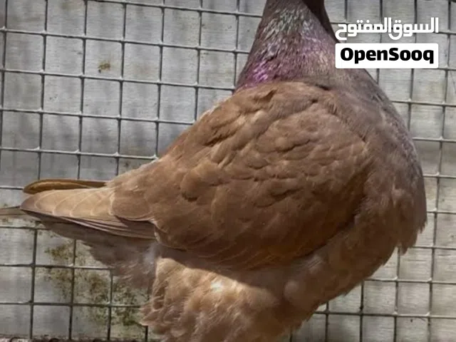 فريش للبيع
