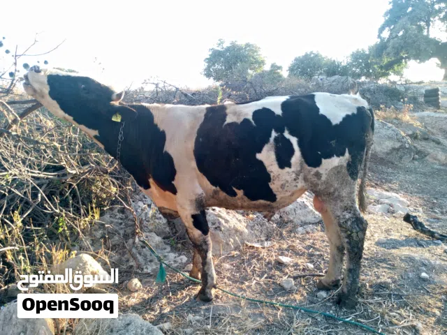 السلام عليكم يوجد عجل ضحية عمره 26 شهر صاف السته