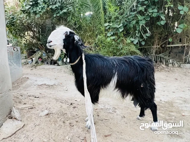 شامية توامة حاطه على ولاد