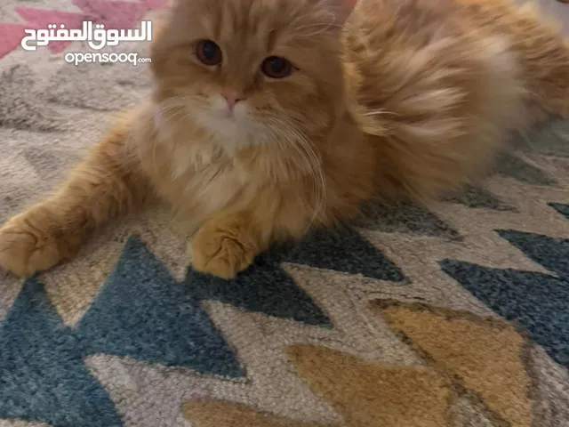 Fluffy Orange Persian Mix Cat for Sale – Friendly & Healthy