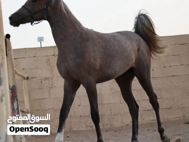 مهرة عربية للبيع