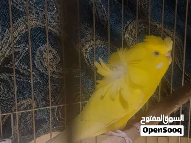 نتايه لتني للبيع مستواها حلو جدا