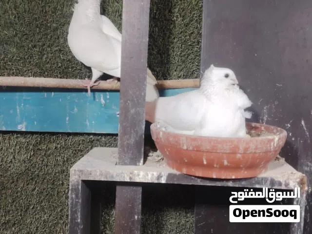 متاح رافل سعر مناسب