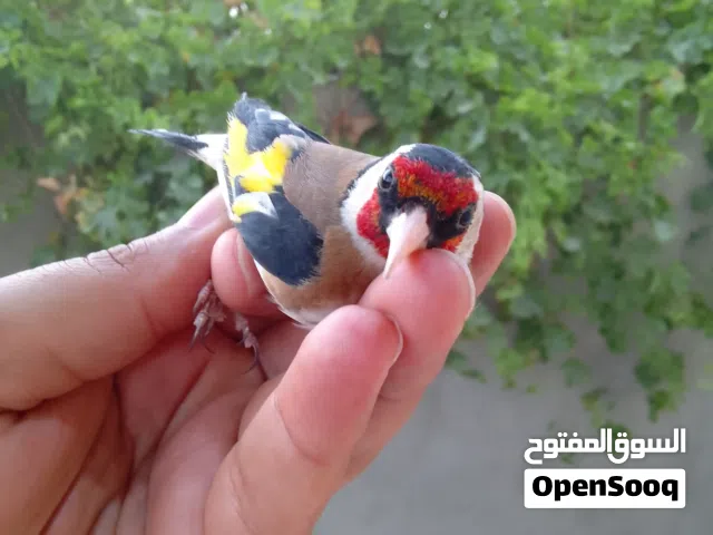 غوابي قديم امصفي يغني